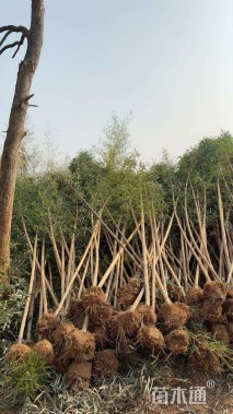 地栽苗金竹