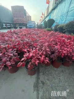 高度35厘米火焰南天竹
