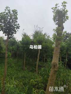 12公分乌桕