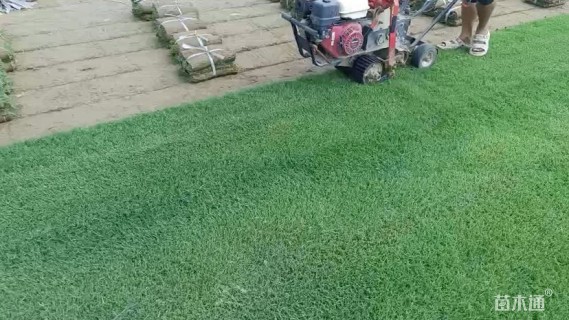 草卷状百慕大草