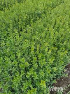 高度40厘米金边黄杨