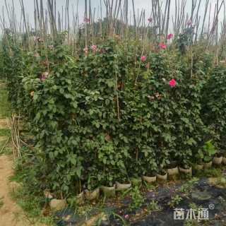 150厘米藤本月季