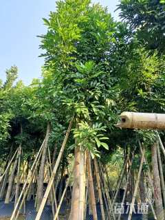 1公分海南红豆