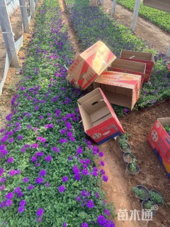 高度11厘米细叶美女樱