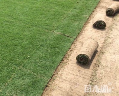 草毯状马尼拉草