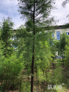 14公分池杉