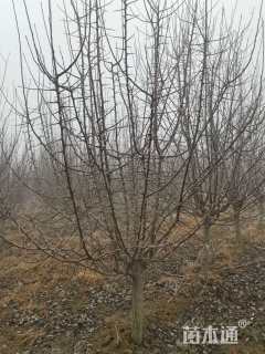 10公分垂丝海棠