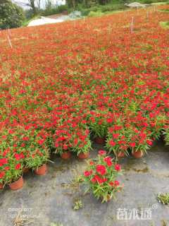 高度18厘米石竹