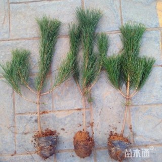 高度40厘米马尾松