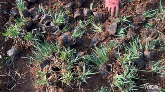 高度18厘米马莲