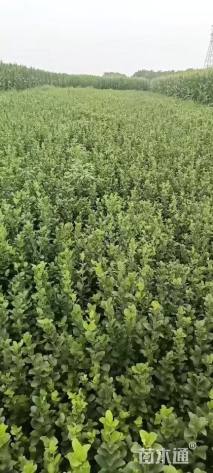 高度50厘米卫矛小苗