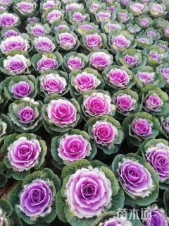 高度25厘米羽衣甘蓝