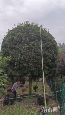 15公分桂花