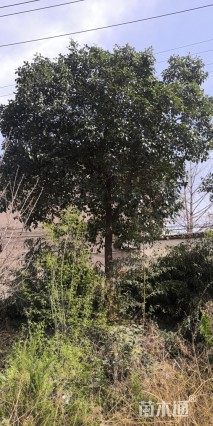 15公分大叶女贞