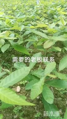 柞树