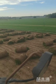 高羊茅