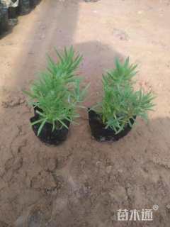 高度15厘米佛甲草