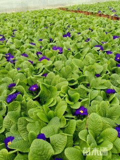 高度20厘米报春花