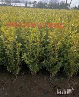 冠幅20厘米瓜子黄杨球