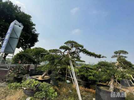 原生苗造型罗汉松