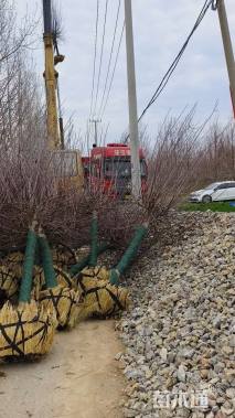 10公分绚丽海棠