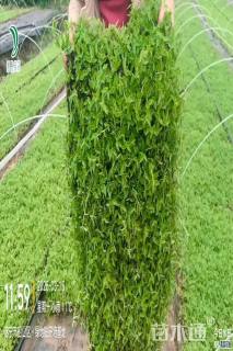 草毯