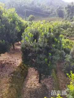 高度100厘米雀舌黄杨