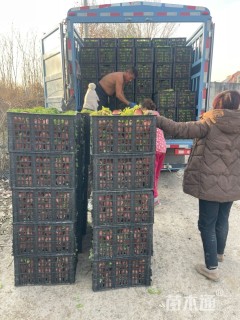 高度10厘米金叶佛甲草