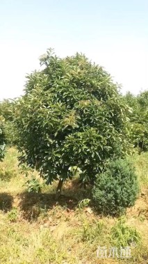 8公分椤木石楠