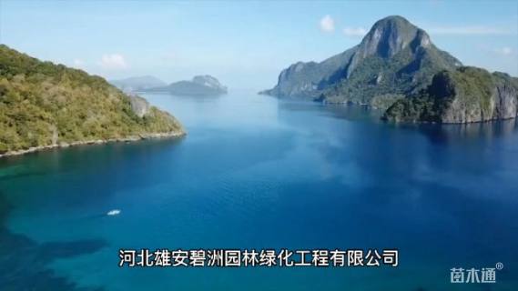 33厘米生态浮岛