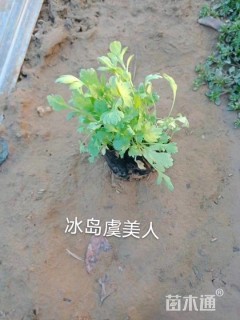 高度15厘米冰岛虞美人