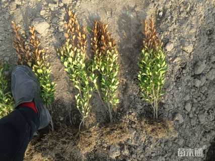 高度30厘米瓜子黄杨