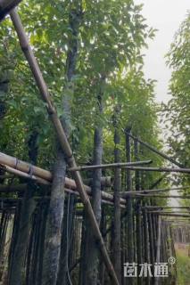 10公分秋枫
