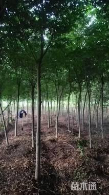 8公分榉树