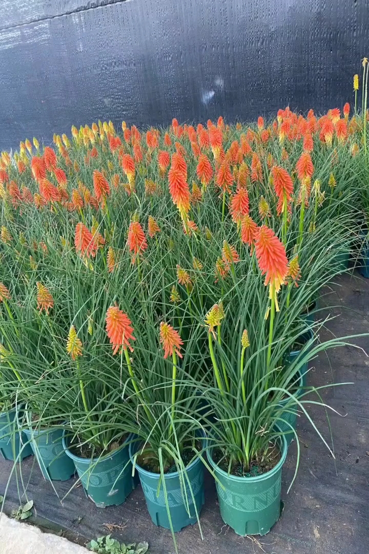 高度50厘米火炬花