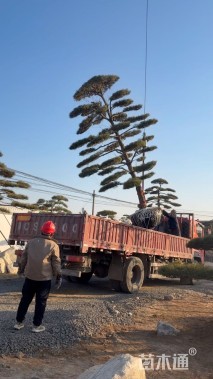 28公分造型油松