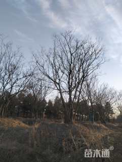 60公分朴树