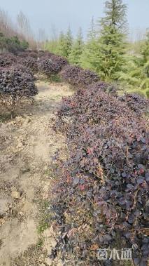 冠幅80厘米红花继木球