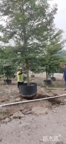 10公分细叶榄仁