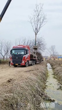 60公分(3杆)丛生朴树