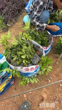 高度30厘米鹅掌柴