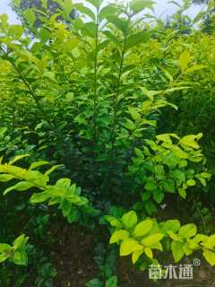 高度50厘米金叶女贞