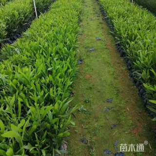 高度10厘米福禄考