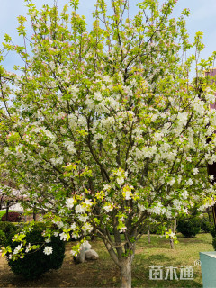 18公分八棱海棠