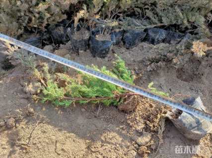 高度20厘米铺地柏