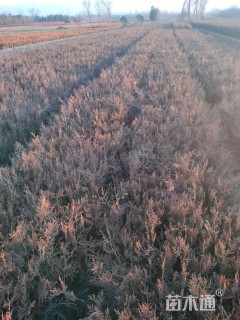 高度30厘米侧柏