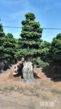 300厘米造型小叶榕