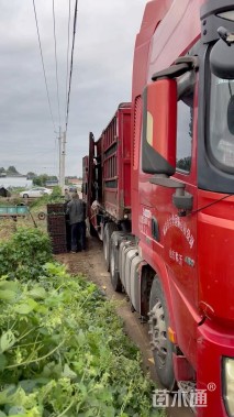 高度14厘米福禄考