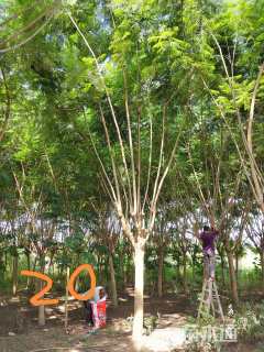 20公分蓝花楹