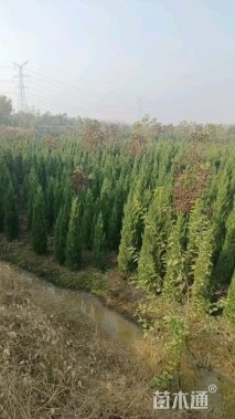 高度150厘米蜀桧